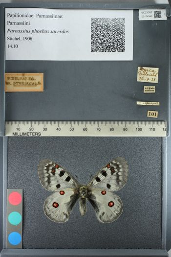 Media type: image;   Entomology 174340